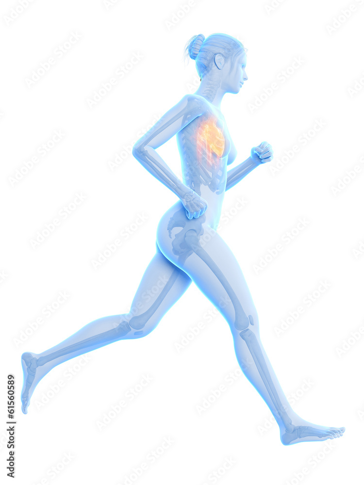 medical 3d illustration - female jogger with visible heart medical 3d illustration - female jogger with visible heart