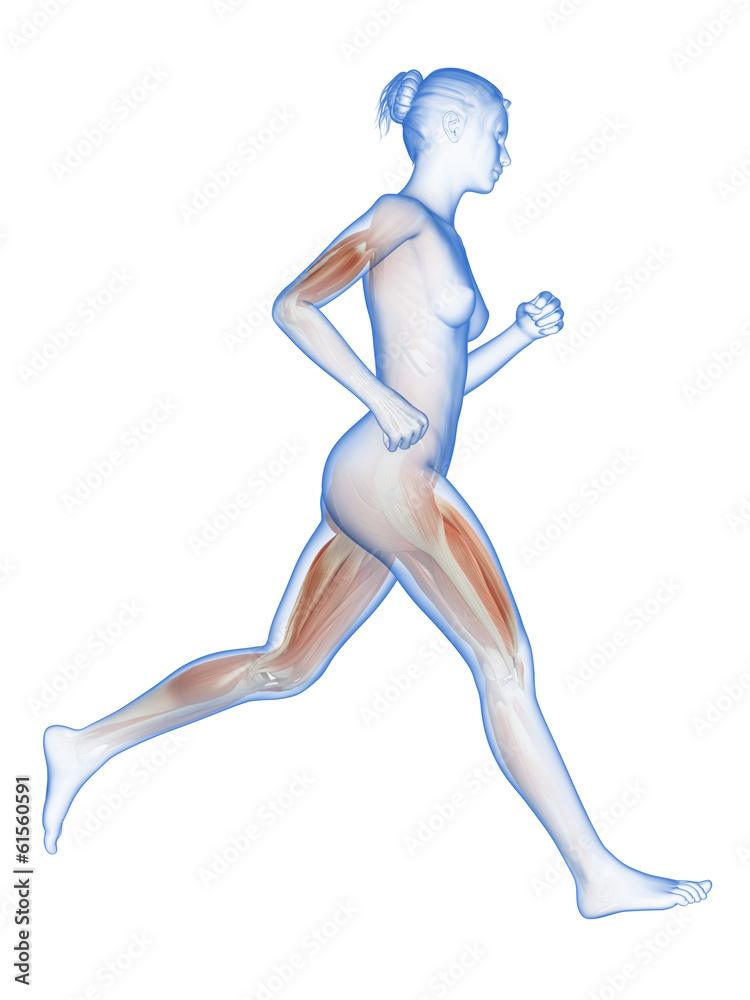 medical 3d illustration - female jogger with visible muscles medical 3d illustration - female jogger with visible muscles