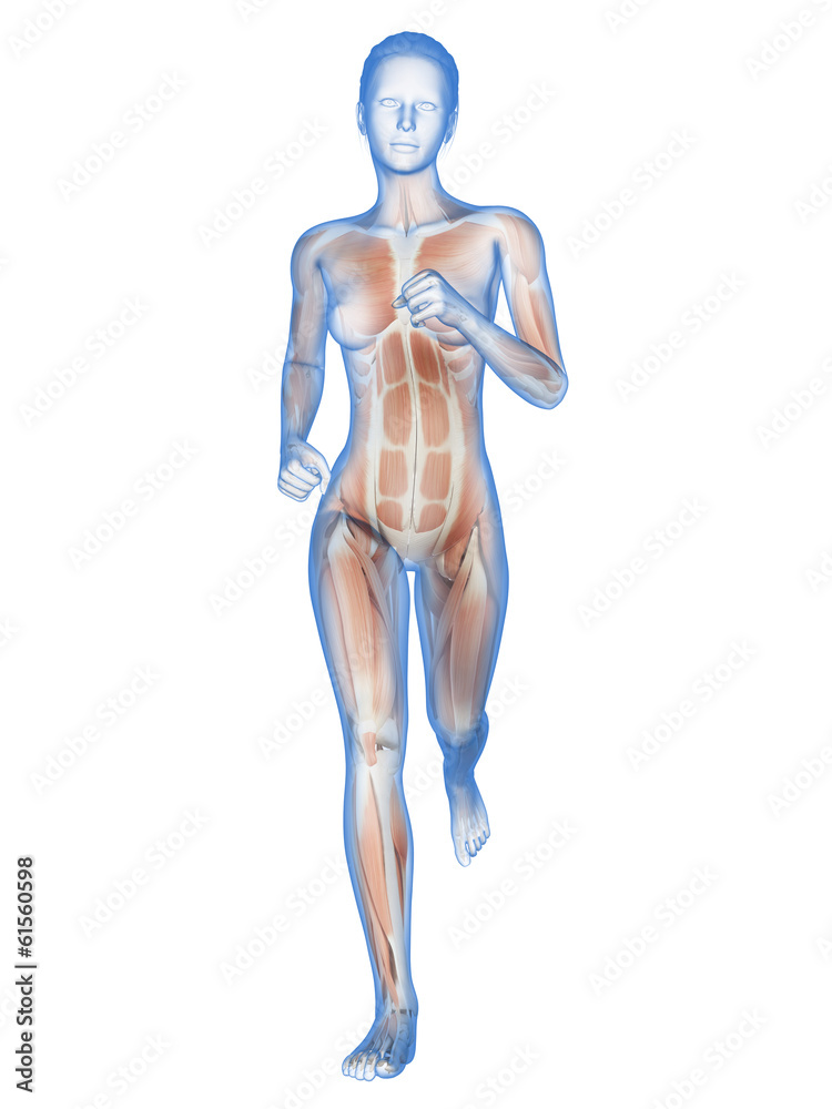 medical 3d illustration - female jogger with visible muscles
