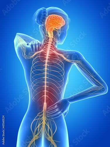 Bild auf Leinwand medical 3d illustration - female having backache