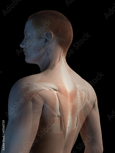 medical 3d illustration - male muscle system - back muscles