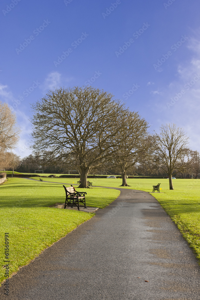 Fototapeta premium Sunny Tranquil Garden Walkway