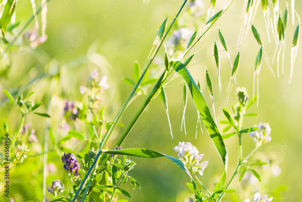 Fototapeta premium Flowers in field