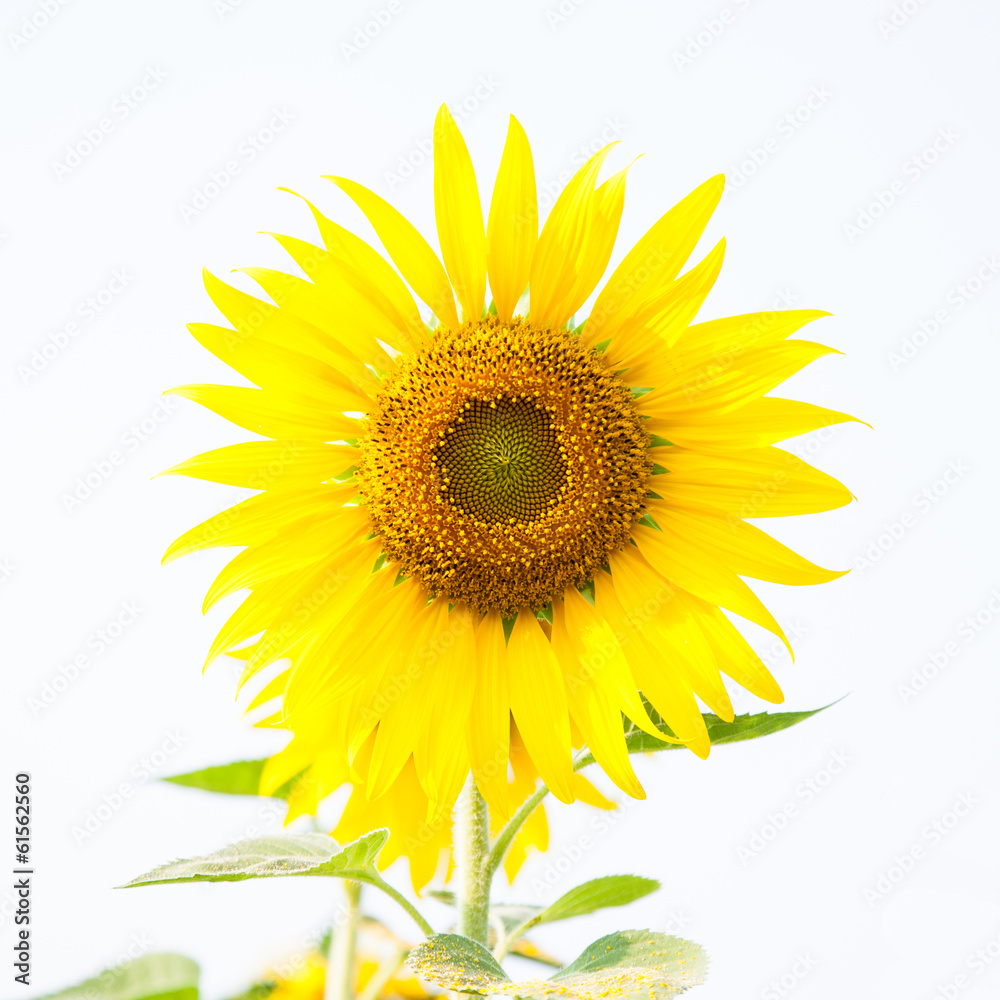 Sunflower in a field Sunflower in a field
