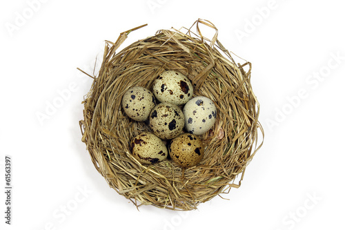 nest with quail's eggs isolated on white