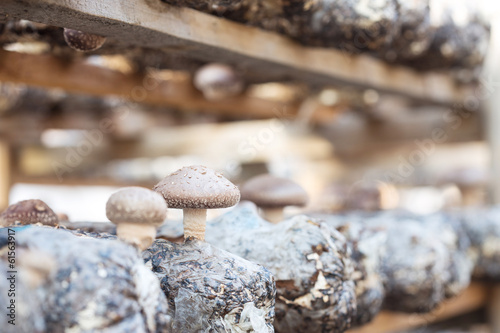 Shiitake mushroom growing on trees