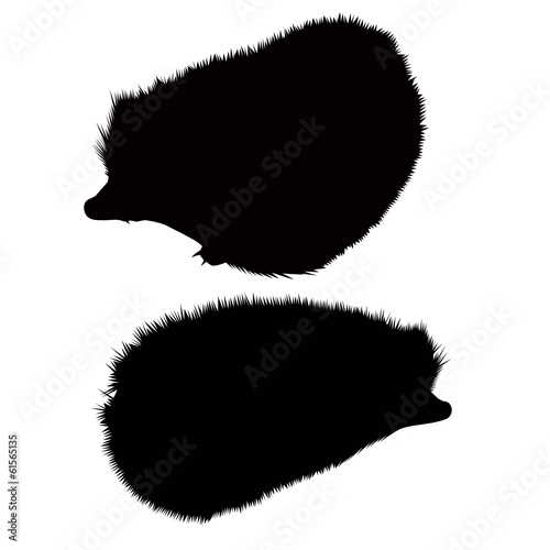 hedgehog animal