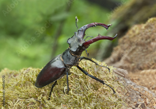 Male stag beetle, Lucanus cervus, damaged © Henrik Larsson