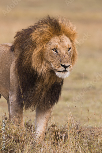 Portrait of a male lion