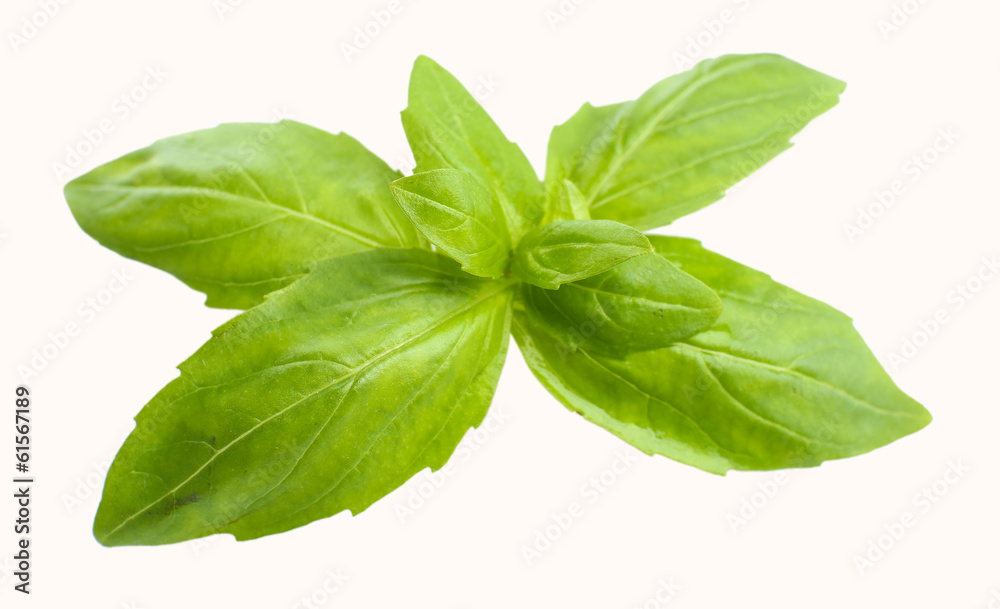 Green fresh basil, isolated on white