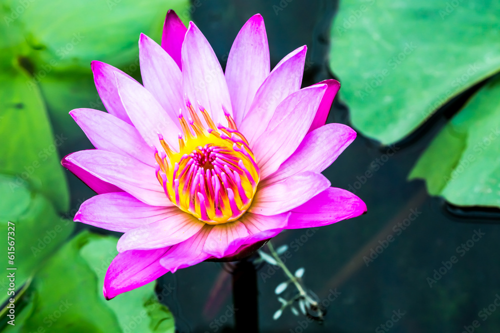 pink lotus in chiangmai Thailand pink lotus in chiangmai Thailand