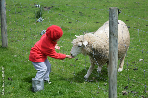 Little girl feed animal