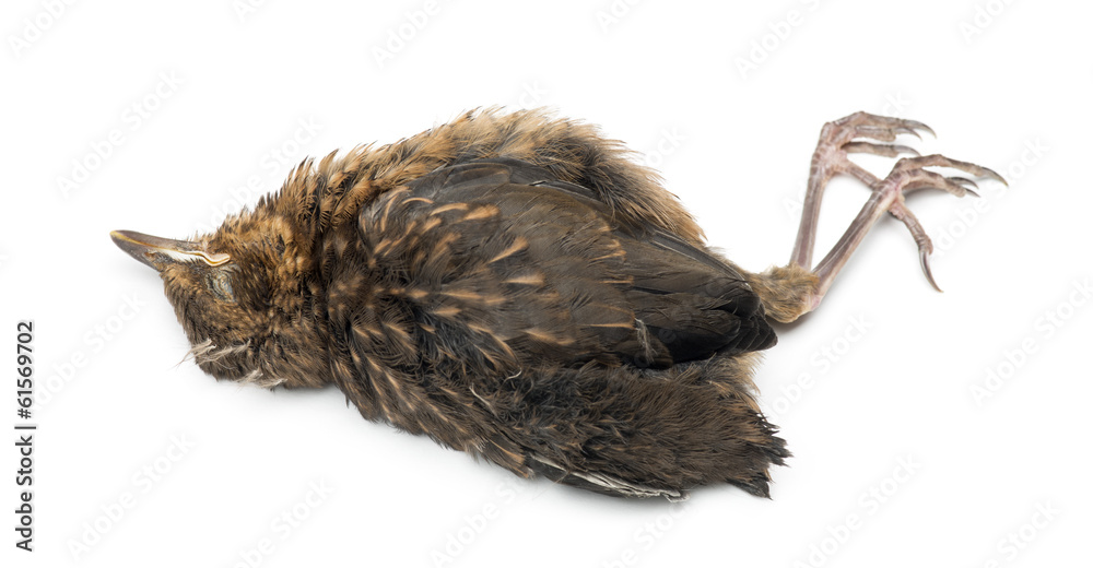 Obraz premium Dead young House Sparrow, Passer domesticus, isolated on white