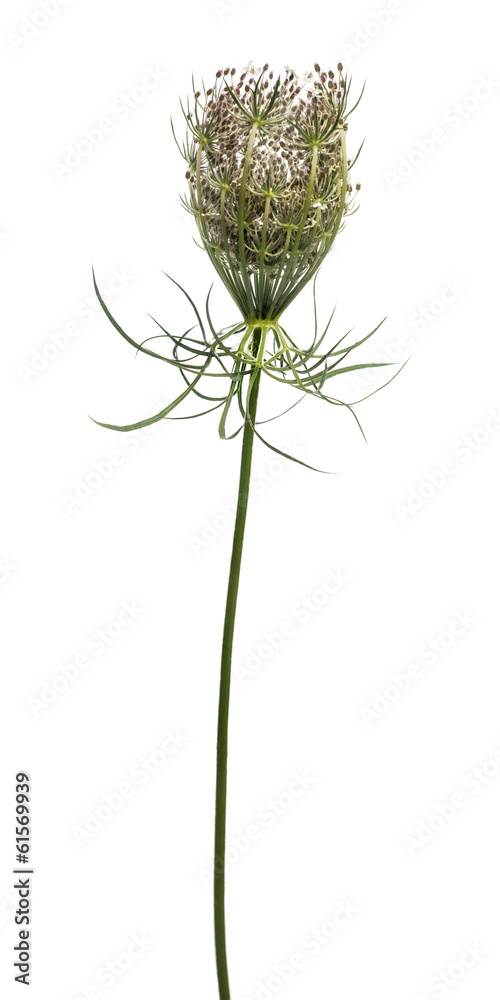 Wild plant flowering, isolated on white
