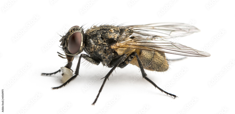 Side view of a dirty Common housefly with larva, Musca domestica Side view of a dirty Common housefly with larva, Musca domestica