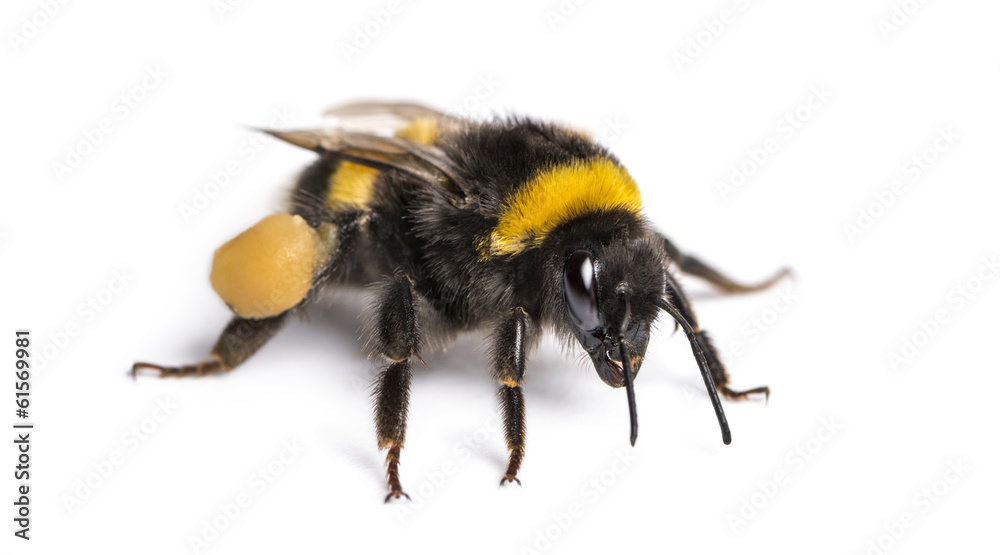 Buff-tailed bumblebee, Bombus terrestris, isolated on white Buff-tailed bumblebee, Bombus terrestris, isolated on white