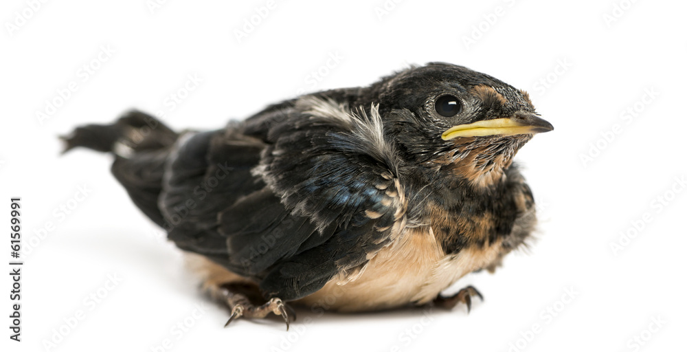 Baby Barn Swallow landed on the ground, Hirundo rustica Baby Barn Swallow landed on the ground, Hirundo rustica