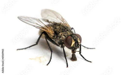 Dirty Common housefly eating, Musca domestica, isolated on white