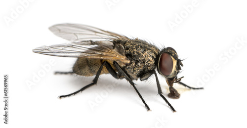 Side view of a dirty Common housefly eating, Musca domestica