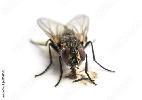 Dirty Common housefly eating, Musca domestica, isolated on white © Eric Isselée