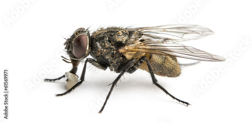 Side view of a dirty Common housefly with larva, Musca domestica © Eric Isselée