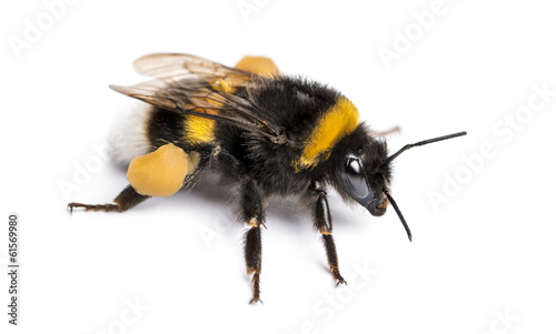 Fotografiet Buff-tailed bumblebee, Bombus terrestris, isolated on white