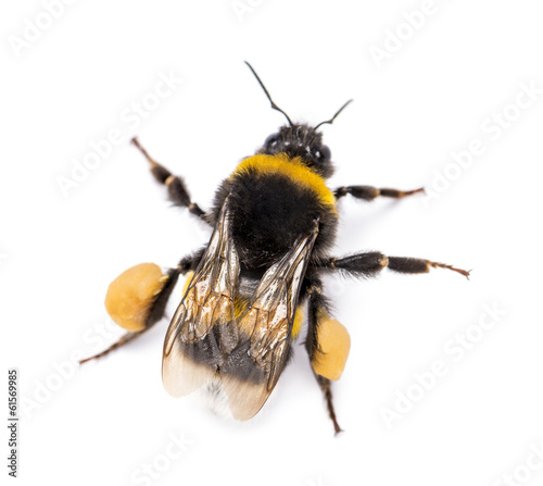 View from up high of a Buff-tailed bumblebee, Bombus terrestris