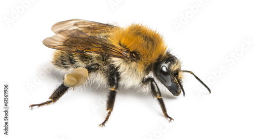 European honey bee, Apis mellifera, isolated on white