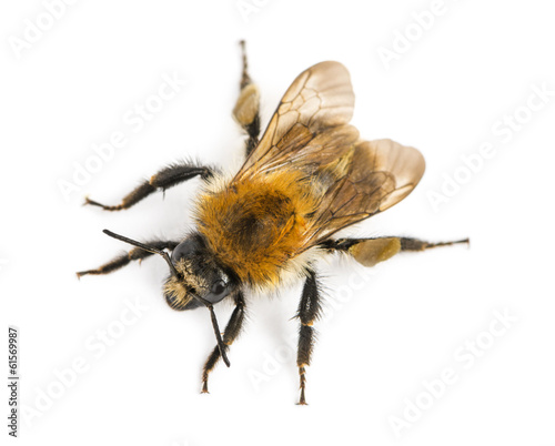View from up high of a European honey bee, Apis mellifera