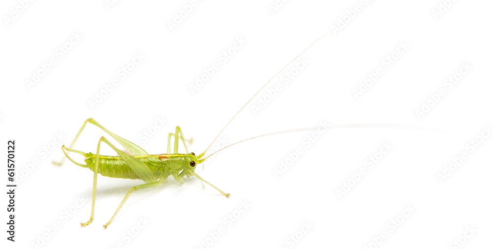 Meconema, isolated on white Meconema, isolated on white
