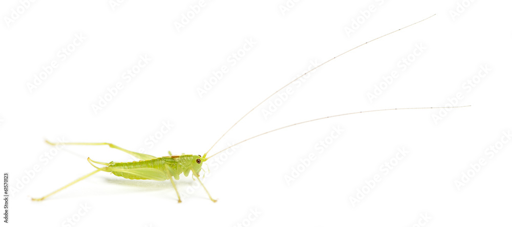 Side view of a Meconema, isolated on white Side view of a Meconema, isolated on white