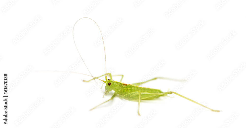 Side view of a Meconema, isolated on white