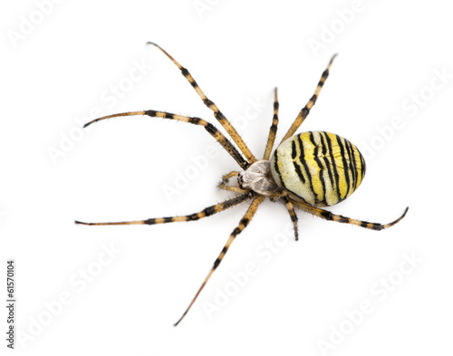 Wasp spider viewed from up high, Argiope bruennichi, isolated