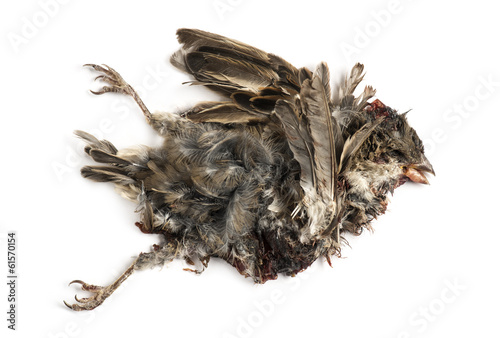 Dead roadkill House Sparrow in state of decomposition photo