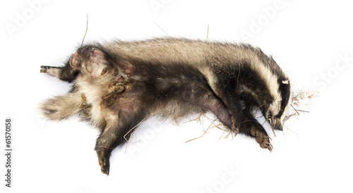 Roadkill European badger lying on its back, rotting