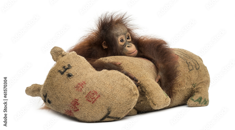Fototapeta premium Young Bornean orangutan hugging its burlap stuffed toy