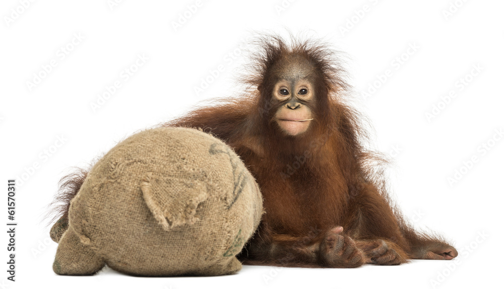 Naklejka premium Front view of a young Bornean orangutan hugging its burlap stuff