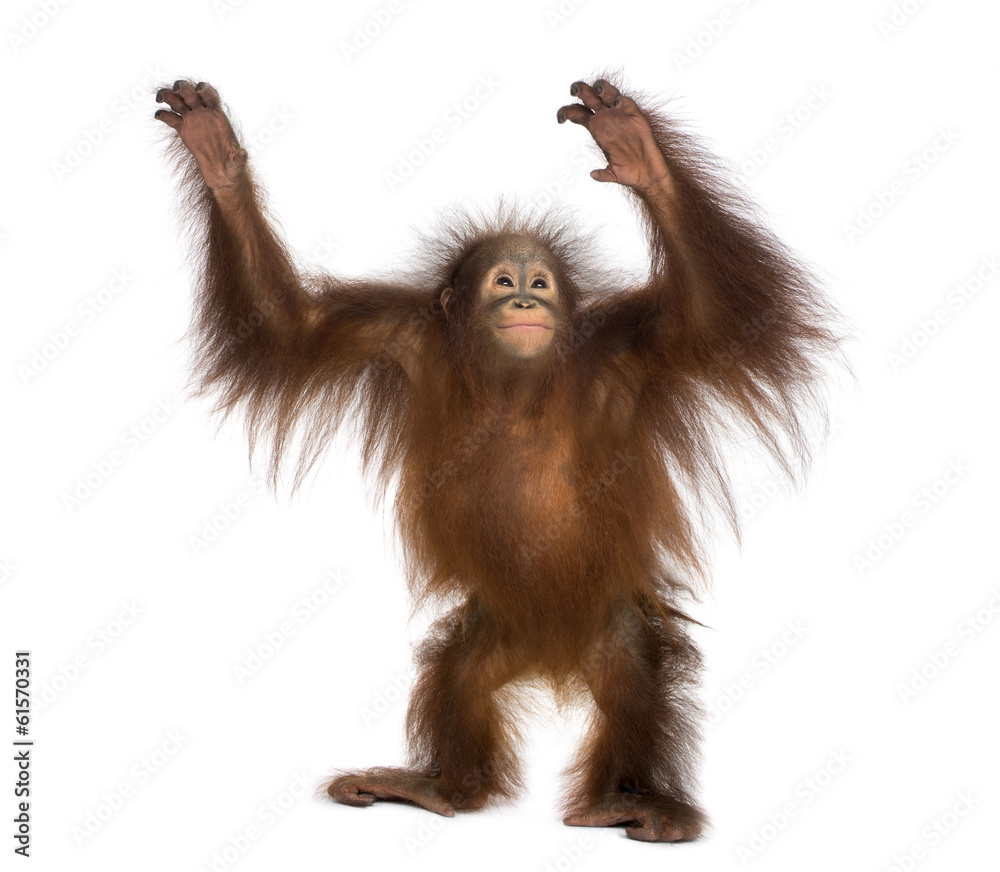 Fototapeta premium Młody orangutan borneański stojący, wyciągający rękę, Pongo pygmaeus