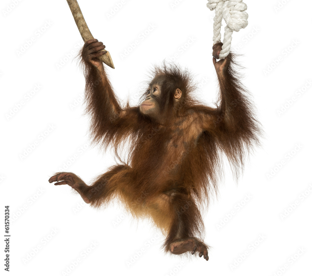 Fototapeta premium Young Bornean orangutan hanging on to a branch and rope