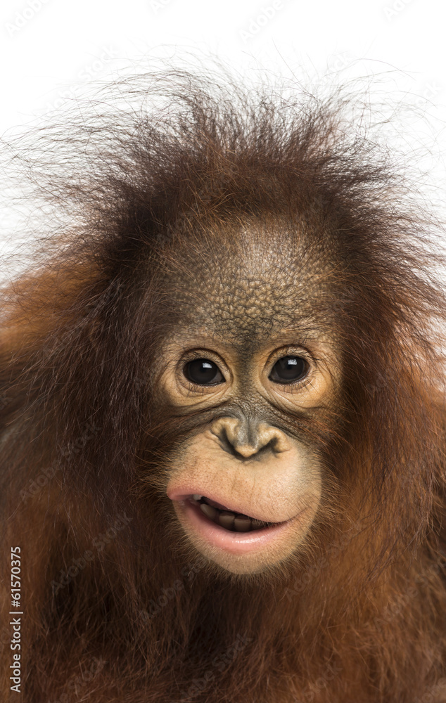 Naklejka premium Close-up of a young Bornean orangutan making a face