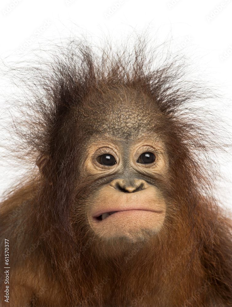 Fototapeta premium Close-up of a young Bornean orangutan making a face