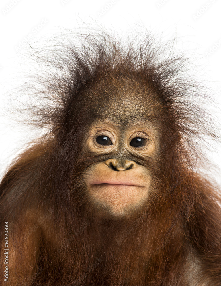 Fototapeta premium Zbliżenie młodego orangutana borneańskiego w obliczu