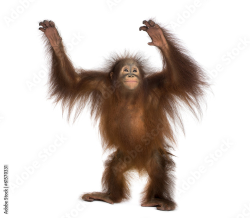Young Bornean orangutan standing, reaching up, Pongo pygmaeus