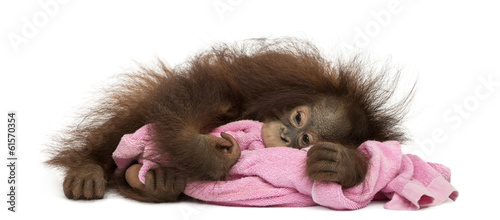 Young Bornean orangutan tired, lying and cuddling a pink towel photo