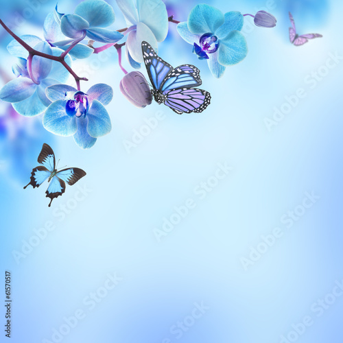 Fototapeta Naklejka Na Ścianę i Meble -  Floral background of tropical orchids and  butterfly