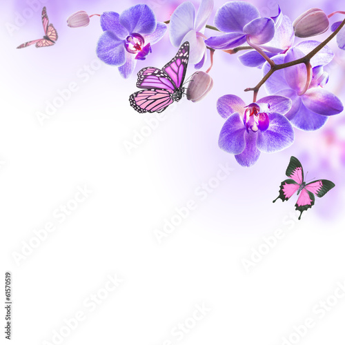 Fototapeta Naklejka Na Ścianę i Meble -  Floral background of tropical orchids and  butterfly
