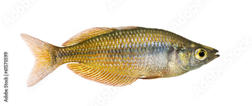 Side view of an Eastern Rainbowfish, Melanotaenia splendida