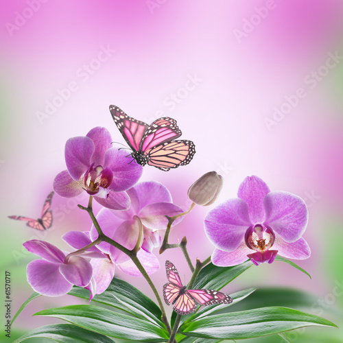 Floral background of tropical orchids and  butterfly