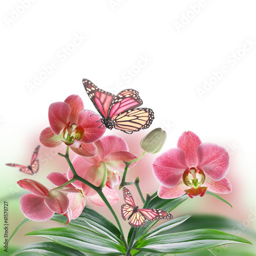 Fototapeta Naklejka Na Ścianę i Meble -  Floral background of tropical orchids and  butterfly