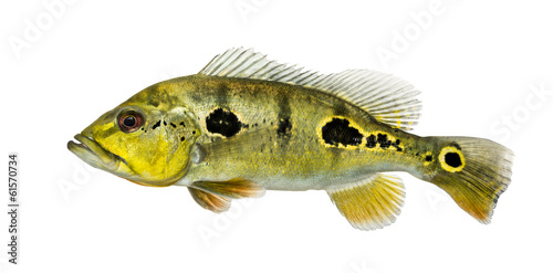 Side view of a fresh water aquarium fish, isolated on white